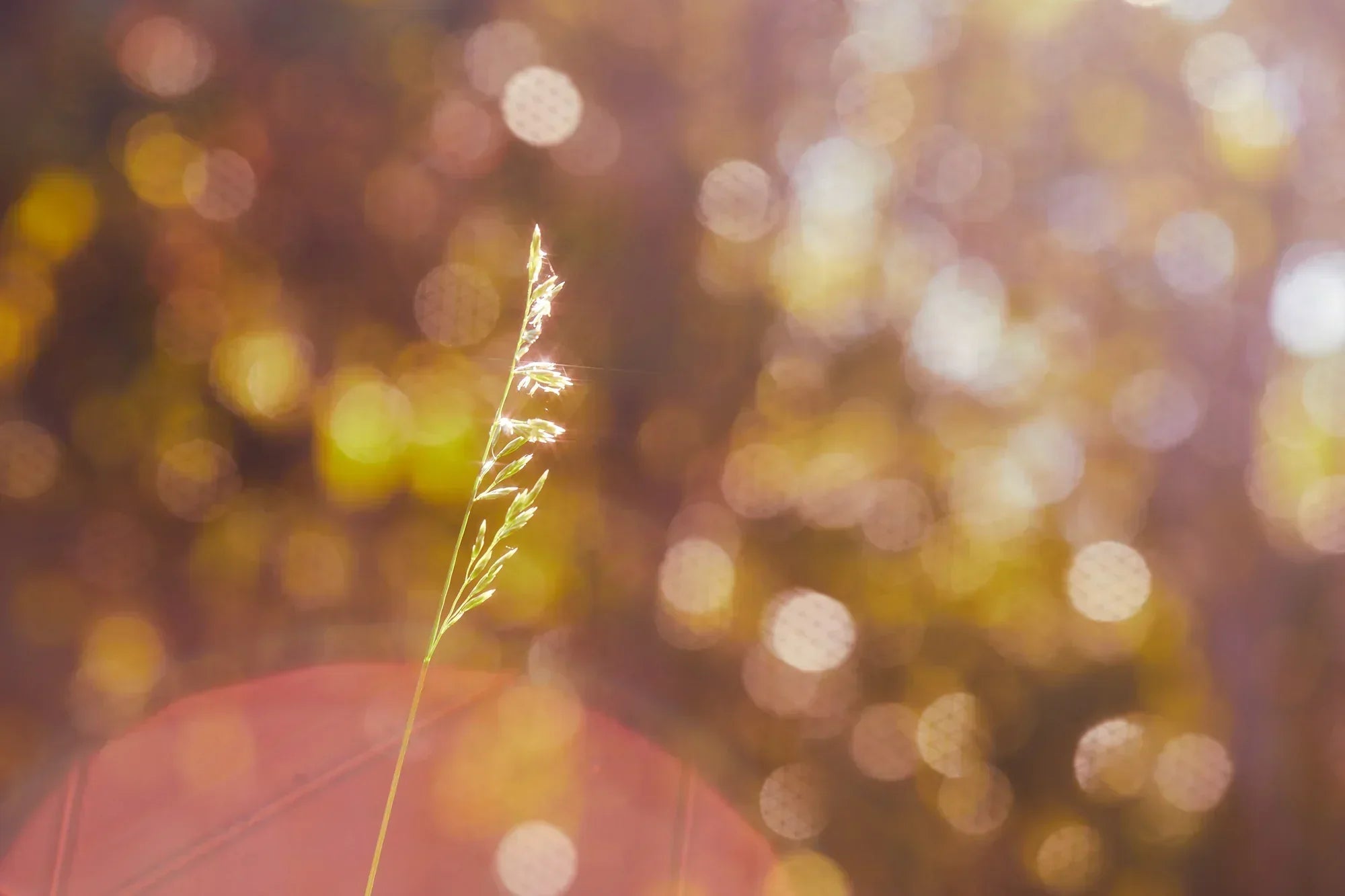 What is the link between DHEA and Fertility? - needed. What is the link between DHEA and Fertility? - needed.