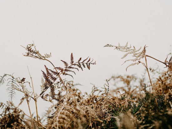 Wilted Plant