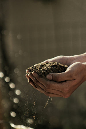 Everything You Need to Know About Getting Started with Composting