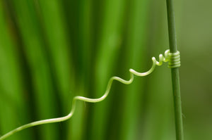 Delayed Umbilical Cord Clamping - needed.