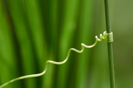 Delayed Umbilical Cord Clamping - needed.